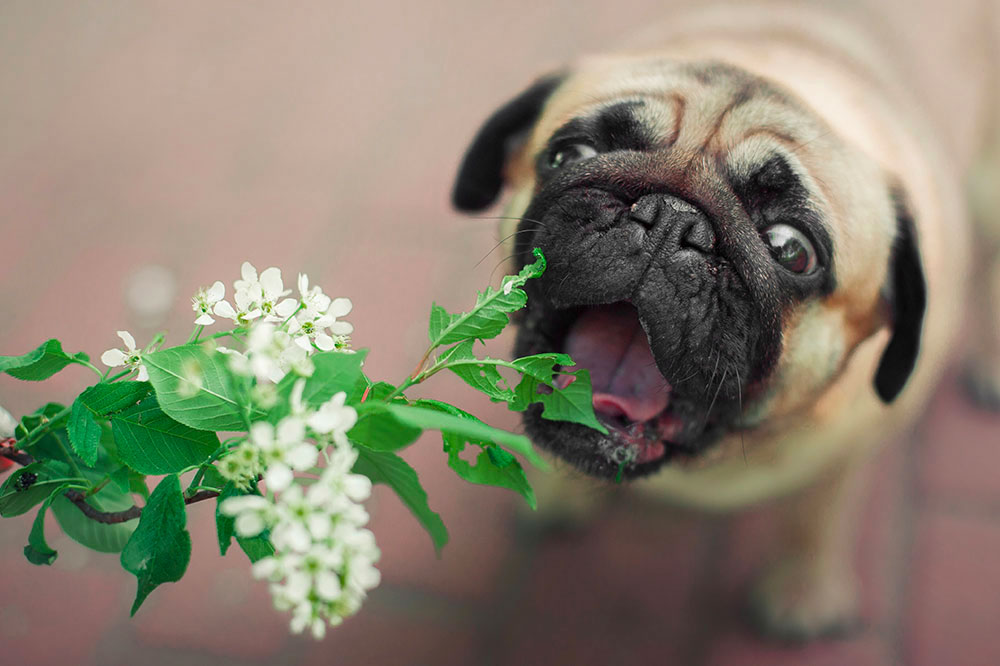 6 plants that are harmful to dogs