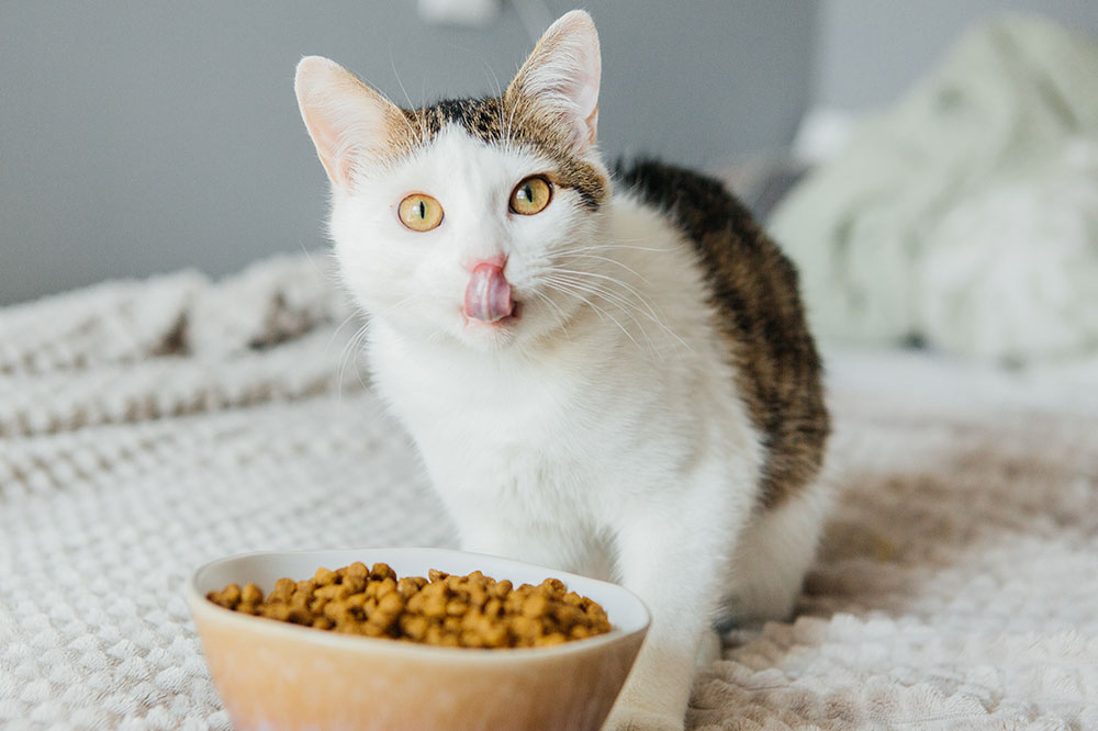 Benefits of wet and dry cat foods